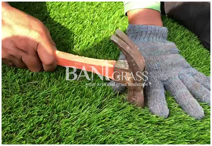 Paku Rumput