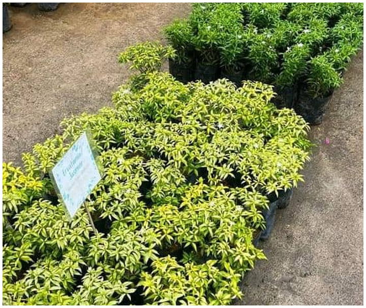 Contoh Pokok 10