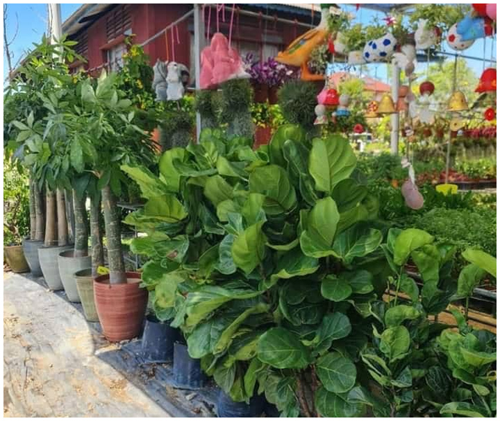 Contoh Pokok 5