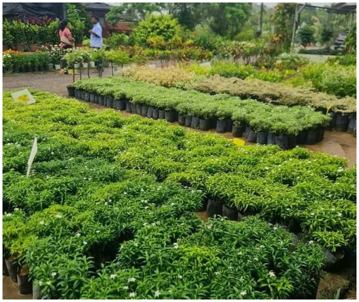 Contoh Pokok 6