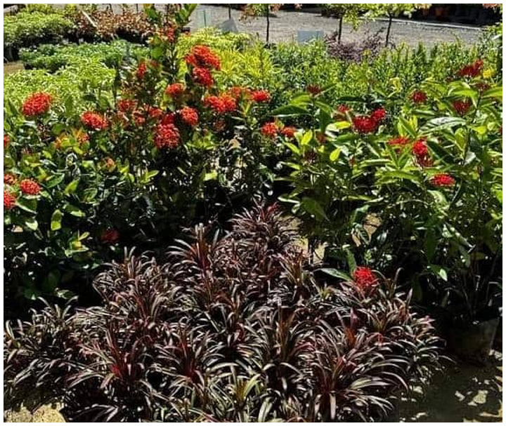 Contoh Pokok 9